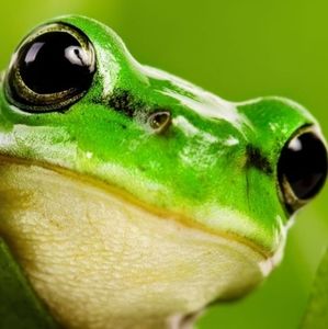 Meet your Posher, Paul